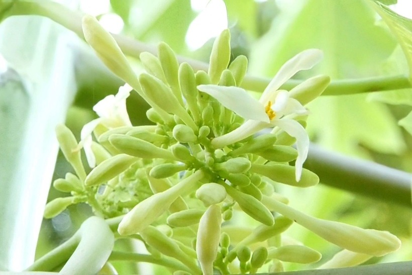 Hoa đu đủ đực là những bông hoa được thu hái từ cây đu đủ đực, không phải hoa cái nên không thể phát triển thành quả.