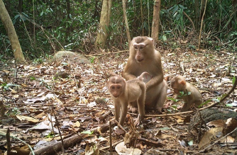 ​Cận cảnh những loài thú vừa được ghi nhận tại rừng Mỹ Sơn, Đà Nẵng. Ảnh: Lao động