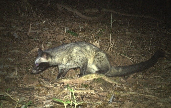 ​Cận cảnh những loài thú vừa được ghi nhận tại rừng Mỹ Sơn, Đà Nẵng. Ảnh: Lao động