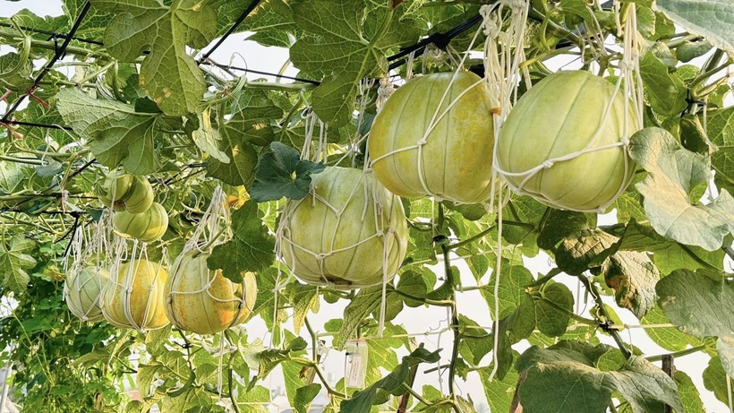 Bắt đầu hành trình làm nông dân phố từ năm 2018 khi trào lưu trồng cây trên cao nở rộ, đến nay, người phụ nữ sinh năm 1976 đã gây dựng được một không gian xanh mướt, cho thu hoạch quanh năm trên tổng diện tích khoảng 70m2.