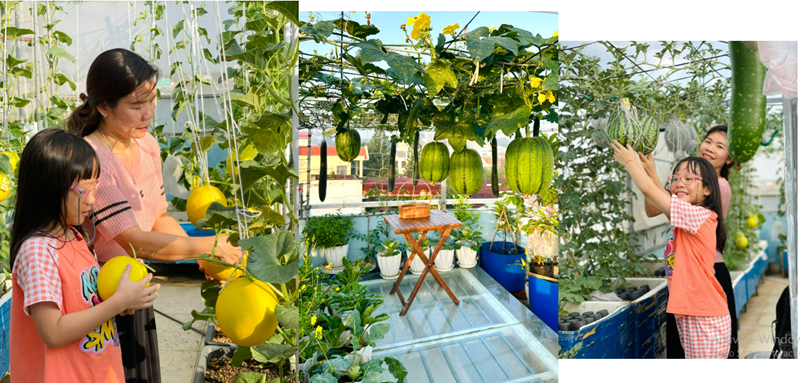 Toàn bộ khu vườn được chị Liên phân chia khoa học theo đặc tính của từng loại cây. Khu vực sân thượng tầng 3 rộng 50m2 được ưu tiên cho các loại cây leo giàn và cây ăn quả như bầu, bí, mướp, khổ qua, đậu đũa cùng hệ thống cây trái đa dạng từ ổi, táo Thái, đu đủ đến thanh long, dưa lưới và dưa hấu. Trong khi đó, ban công tầng 2 rộng 20m2 là nơi chị dành riêng để chăm sóc các loại rau ăn lá ngắn ngày như cải bẹ xanh, cải ngọt, cải kale, rau muống, rau dền và các loại rau gia vị.