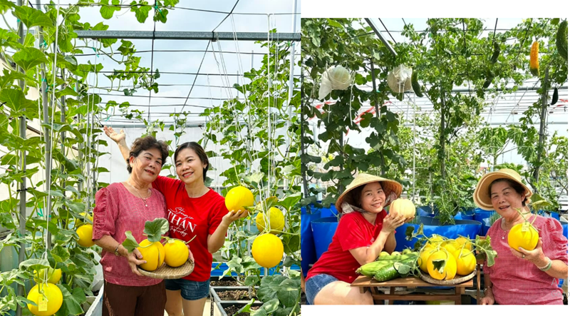 Hàng ngày, chị Liên dành khoảng hai tiếng đồng hồ vào buổi sáng và chiều để tưới cây, thu hoạch. Những ngày cuối tuần rảnh rỗi, chị mới tập trung cho các công việc nặng hơn như gieo hạt, tách cây và phun phòng bệnh bằng các chế phẩm sinh học như dầu Neem hay các loại vi sinh. Nếu cây bị bệnh nặng, chị sẵn sàng nhổ bỏ để cách ly mầm bệnh và luân canh cây trồng khác để bảo vệ hệ sinh thái của vườn.