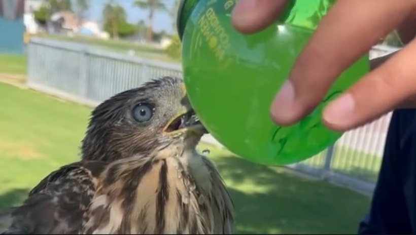 Hình ảnh Diaz mớm cocktail cho chim ưng non được đăng trên mạng vào tháng 6/2025. Ảnh: CDFW