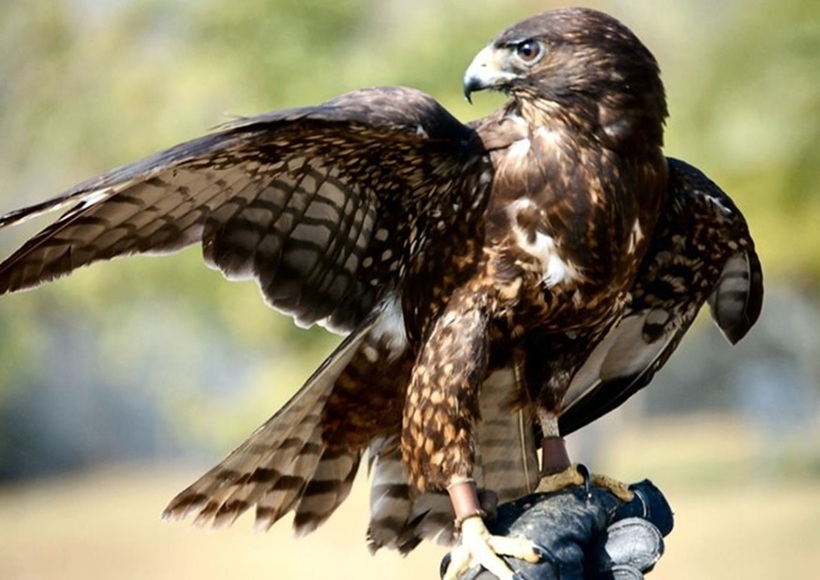 Tại Mỹ, chim ưng Cooper được bảo vệ theo luật liên bang ban hành năm 1918 và sửa đổi vào năm 1998. Ảnh minh họa