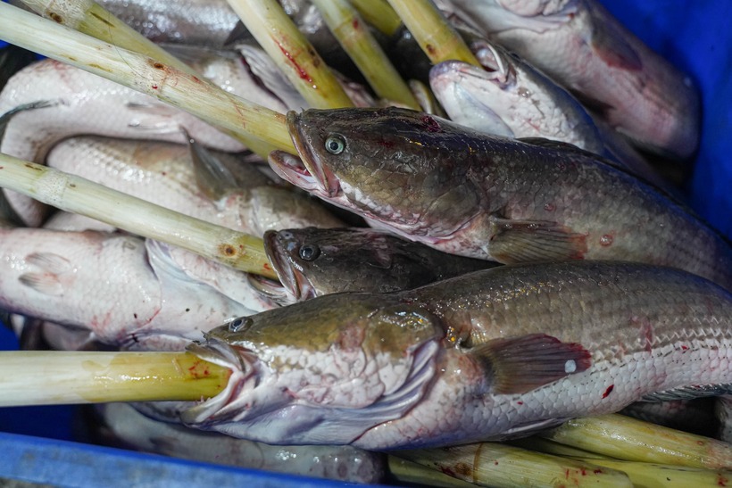 Do lượng cá bán ra trong ngày&nbsp;vía Thần Tài&nbsp;tăng gấp nhiều lần so với ngày thường nên nhiều tiệm phải thuê thêm nhân viên, tăng cường người nướng và đóng gói ngay trong đêm.