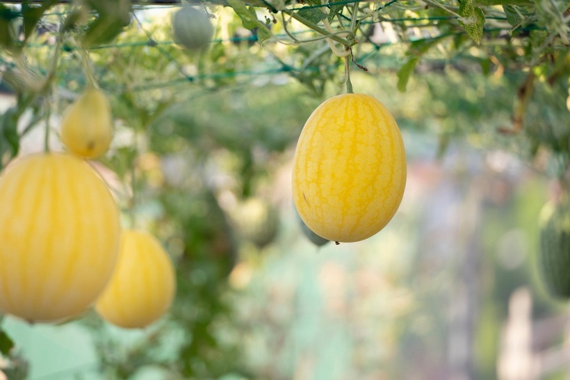 Đến giai đoạn quả chín, chị dùng dây đan làm giá đỡ cho dưa buông xuống tự nhiên, tránh tình trạng rơi vỡ. Sau thành công của vụ mùa đầu tiên, năm nay chị Thanh tiếp tục thu hoạch thắng lợi với hơn 100 gốc dưa, cho ra đời khoảng 600 quả với trọng lượng trung bình từ 1,5 đến 2kg mỗi quả.