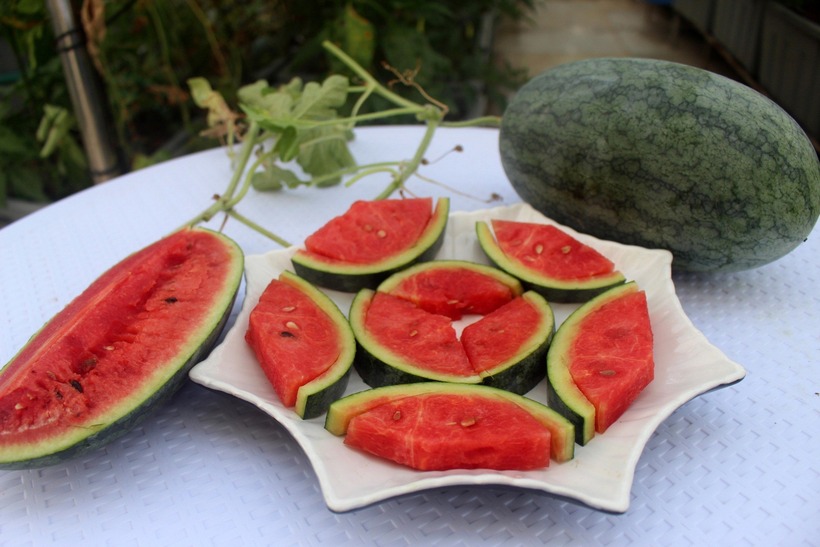 Để đạt được năng suất ấn tượng như vậy, chị Thanh đặc biệt chú trọng đến khâu xử lý giá thể và dinh dưỡng. Chị tự trộn đất phù sa với phân chuồng hoai mục, vỏ trấu, vỏ trứng xay mịn cùng đạm cá tự ủ và nấm đối kháng Trichoderma. Đất được phơi ủ kỹ lưỡng ít nhất một tháng trước khi xuống giống nhằm hạn chế các bệnh phổ biến như chết thắt cây con hay thán thư.