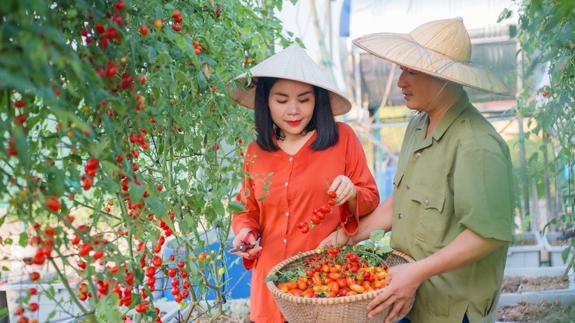 Trong quá trình cây phát triển, chị duy trì việc bón thúc định kỳ hai ngày một lần bằng các loại phân hữu cơ và dịch chuối trứng để đảm bảo cây luôn đủ dưỡng chất mà không bị sốc phân.