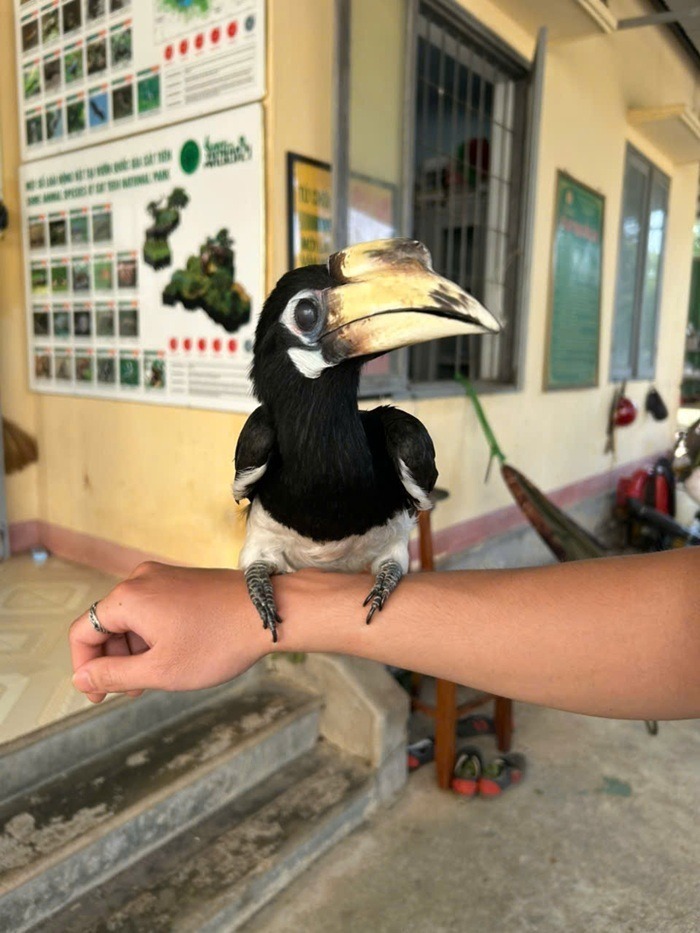 Cá thể chim Cao cát bụng trắng thuộc nhóm bảo tồn IIB. Ảnh: Cổng thông tin Công an tỉnh Lâm Đồng