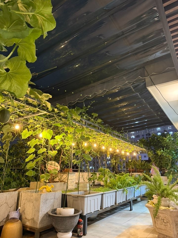 Bén duyên với nghiệp làm vườn từ năm 2022, chị Quyên vốn là chủ một nhà hàng hải sản bận rộn. Ban đầu, chị tìm đến cỏ cây như một liệu pháp tinh thần để giải tỏa áp lực và tìm kiếm sự bình yên sau những giờ lao động căng thẳng. Thế nhưng, dưới bàn tay chăm sóc tỉ mỉ, khu vườn không chỉ dừng lại ở mục đích thư giãn mà ngày càng phát triển vượt bậc.