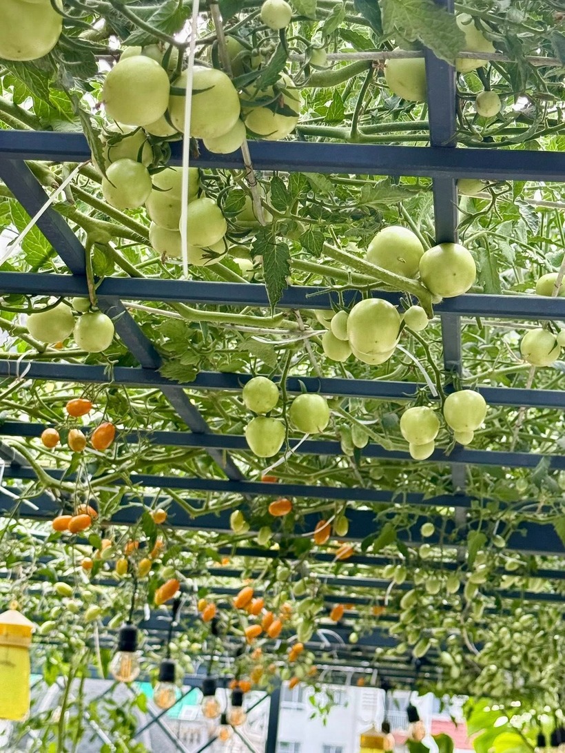 Lượng rau củ thu hoạch được lớn đến mức gia đình dùng không hết, chị Quyên đã mang ra phục vụ tại quán ăn của mình, vừa giúp tối ưu chi phí, vừa đem lại nguồn thực phẩm đảm bảo chất lượng cho thực khách.