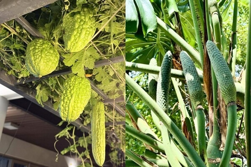 Để có được cơ ngơi xanh mướt như hiện tại, mẹ đảm Quảng Ngãi đã không ngần ngại đầu tư bài bản từ hệ thống chậu nhựa, khung sắt kiên cố cho đến các loại phân bón hữu cơ và giá thể chất lượng. Đối với chị, dù chi phí ban đầu không hề nhỏ nhưng đây là khoản đầu tư hoàn toàn xứng đáng cho sức khỏe của cả gia đình.