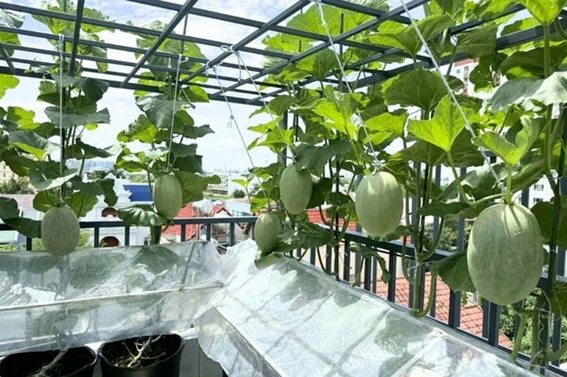 Để có được cơ ngơi xanh mướt như hiện tại, mẹ đảm Quảng Ngãi đã không ngần ngại đầu tư bài bản từ hệ thống chậu nhựa, khung sắt kiên cố cho đến các loại phân bón hữu cơ và giá thể chất lượng. Đối với chị, dù chi phí ban đầu không hề nhỏ nhưng đây là khoản đầu tư hoàn toàn xứng đáng cho sức khỏe của cả gia đình.