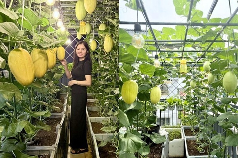 Chị Quyên đặc biệt ưu ái các loại rau dân dã như rau dền, mồng tơi và các loại rau gia vị. Việc tự túc được chanh, ớt và rau xanh không chỉ giúp chị tiết kiệm đáng kể chi phí sinh hoạt mà còn mang lại sự an tâm tuyệt đối trong mỗi bữa ăn.