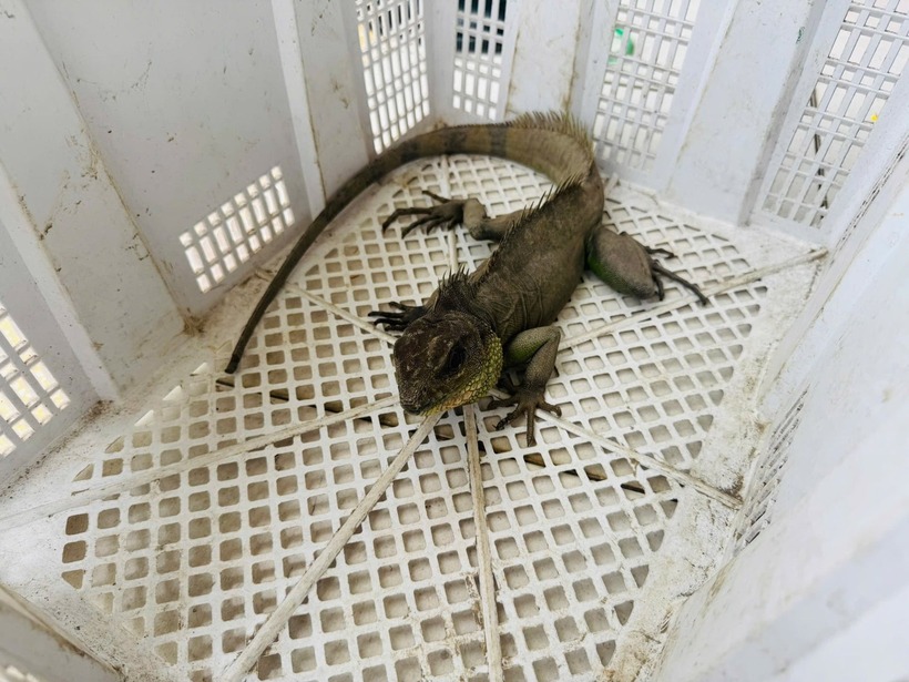 Phát hiện "sinh vật lạ" trong vườn, người dân lập tức báo công an. Ảnh: Báo Dân việt.