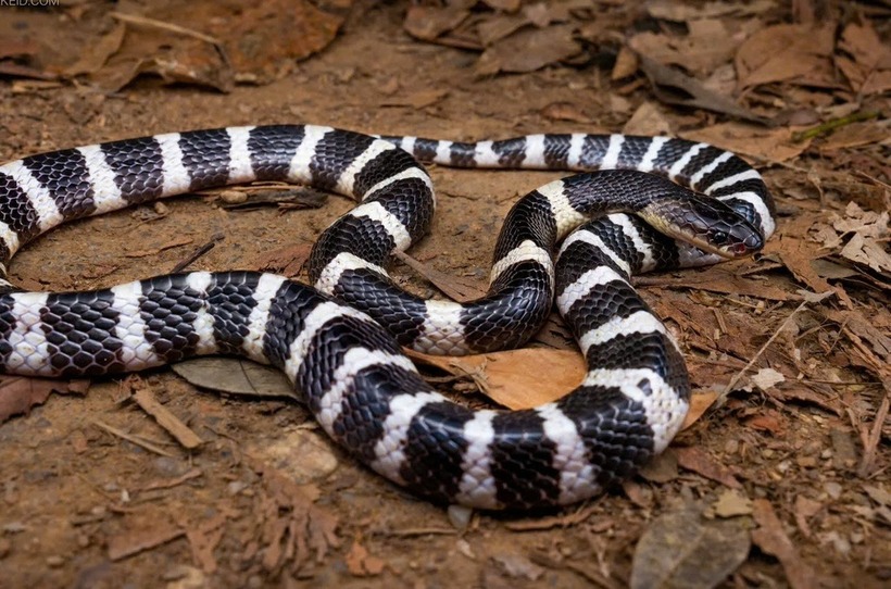 Người dân trước hết cần giữ bình tĩnh, hạn chế tối đa vận động và cố định chi bị thương để làm chậm sự lan truyền của nọc độc. Ảnh minh họa