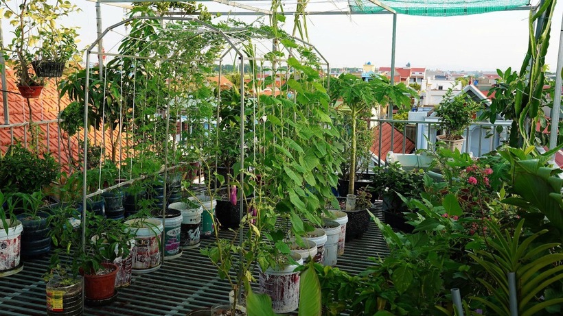 Để hiện thực hóa ý tưởng, anh đã cải tạo gần như toàn bộ kết cấu bằng cách thay mái tôn bằng hệ sàn kim loại mạ kẽm, đồng thời mở rộng ban công để tạo thành một vườn sân thượng và hai vườn ban công. Nhờ sự thay đổi này, ngôi nhà được phủ xanh đồng đều từ mặt trước lên phía trên, không chỉ tăng diện tích sử dụng mà còn cải thiện đáng kể vi khí hậu cho không gian sống của các thành viên.