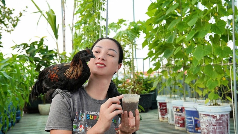 Đặc biệt, ở mỗi khu vườn đều được bố trí một bể cá sinh động. Riêng khu vực chăn nuôi trên sân thượng hiện có đàn gà 48 con, chủ yếu là giống gà Mông đen, gà ri và gà chọi. Chuồng trại được thiết kế khép kín, sử dụng men vi sinh để khử mùi và ngăn ngừa dịch bệnh. Phân gà được thu gom, xử lý định kỳ để ủ thành phân bón hữu cơ cho cây trồng.