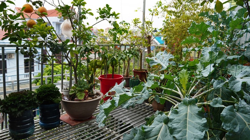 Anh Ngọc thừa nhận việc làm vườn trên cao vất vả hơn nhiều so với làm vườn dưới đất. Do sống trong khu đô thị, anh phải đi xa khoảng 10km để tìm nguồn đất tốt, sau đó vận chuyển lên cao và xử lý kỹ lưỡng. Đây là công đoạn tốn nhiều công sức và thời gian nhất nhưng lại đóng vai trò quan trọng để cây phát triển bền vững. Vì môi trường trên cao có độ ẩm thấp và nhiều gió, anh cũng khéo léo bố trí các cây lâu năm ở vị trí che chắn, tạo môi trường ổn định cho các loại rau phía dưới phát triển.