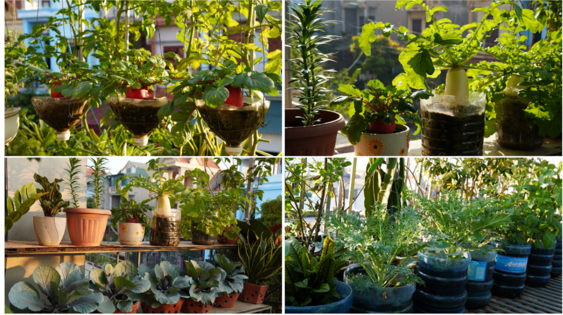 Mỗi ngày, vợ chồng anh dành khoảng 2 giờ để cùng nhau chăm sóc, tưới nước và quan sát sự phát triển của cây cối. Gần một năm nay, gia đình anh hầu như không phải mua rau ngoài chợ, giúp tiết kiệm chi phí sinh hoạt đáng kể.