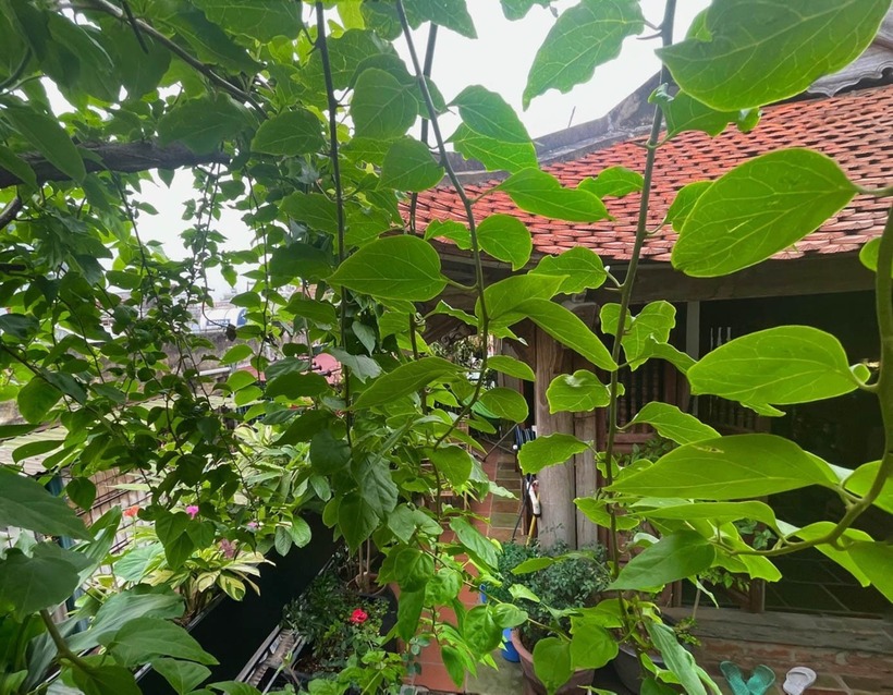 Trước khi thay áo mới, ngôi nhà 5 tầng xây dựng trên diện tích 55m2 vốn đã bắt đầu bộc lộ những dấu hiệu của thời gian. Tầng 5 khi đó chủ yếu được dùng làm nơi giặt phơi, kho chứa đồ và chỉ có một vườn cây nhỏ ít người lui tới. Là một kiến trúc sư, anh Huy luôn trăn trở về một không gian sống thảnh thơi, giao hòa với thiên nhiên.