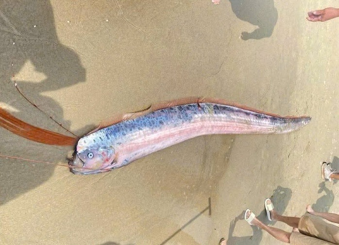 Cá nặng khoảng 10kg, dài gần 2m. Ảnh: Người lao động