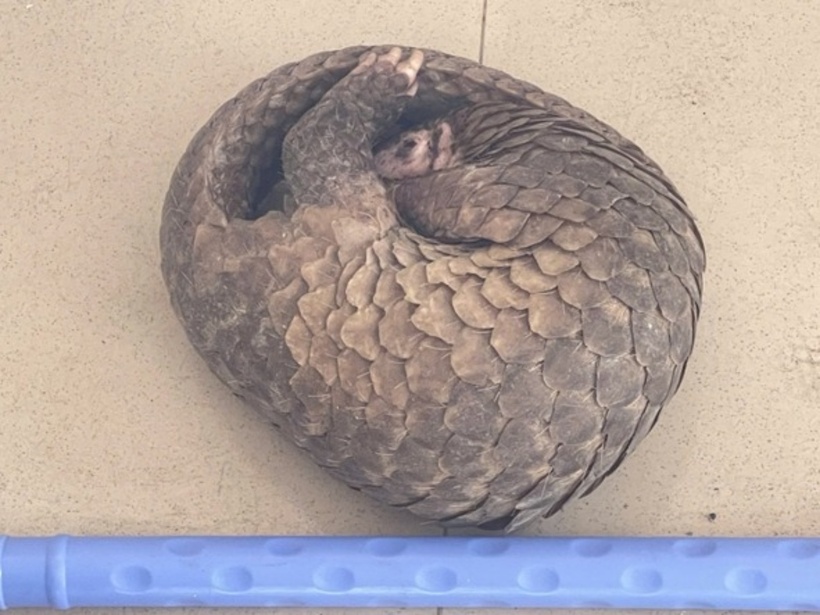 Con tê tê dài hơn 1m, nặng 3,2kg. (Ảnh: Thanh niên)