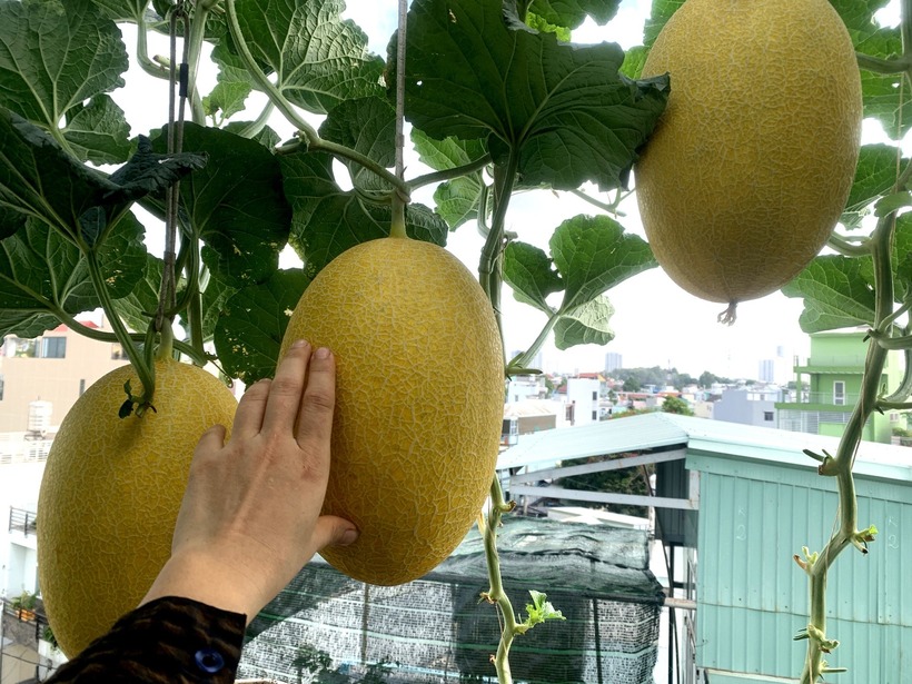 Trong năm 2024, chị Nguyễn Khoa Diệu Huệ, 39 tuổi, (Thủ Đức, TP.HCM) đã gây ấn tượng khi phủ xanh sân thượng bằng hai vụ dưa bội thu. Với tổng cộng khoảng 240 gốc dưa lưới và dưa hấu, chị đã thu hoạch được chừng 6 tạ quả, trong đó mỗi trái nặng trung bình từ 2,5 đến 3kg, cá biệt có những quả đạt trọng lượng gần 5kg.