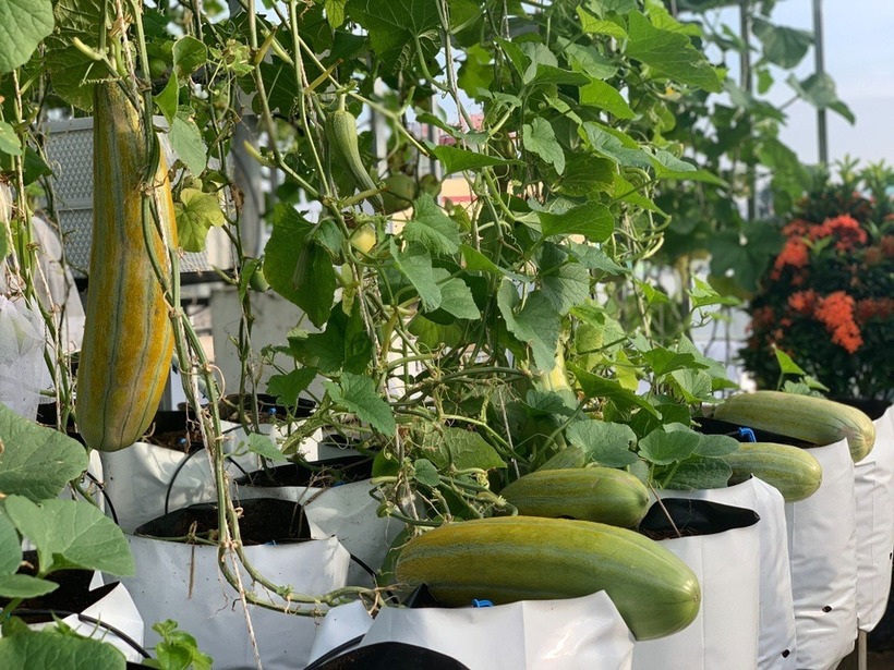 Chia sẻ về thành quả này, chị Huệ hài hước cho biết công đoạn thu hoạch và vận chuyển dưa từ tầng 5 xuống dưới còn vất vả hơn cả lúc trồng, khiến chị phải nhờ đến sự hỗ trợ đắc lực từ chồng và hai cậu con trai.