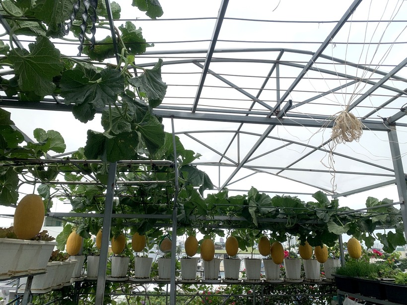 Khu vườn trên cao rộng 60m2 được chị Huệ thiết kế rất khoa học và ngăn nắp. Để tối ưu hóa không gian cũng như thuận tiện cho việc chăm sóc, chị lựa chọn phương pháp trồng dưa trong chậu và cho leo giàn thay vì để bò dưới đất như cách truyền thống.