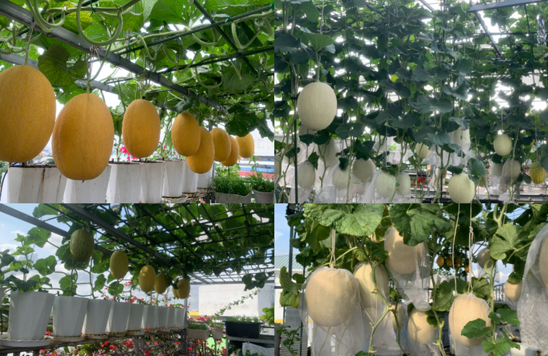 Các giàn chậu được bố trí thẳng tắp ở hai bên hông và chính giữa sân thượng nhằm giúp cây đón được lượng ánh nắng mặt trời tối đa. Nhờ đặc tính trồng trong chậu nhỏ, chị có thể linh hoạt thay đổi vị trí các gốc dưa để làm mới không gian và đảm bảo cây luôn hấp thụ đủ ánh sáng.