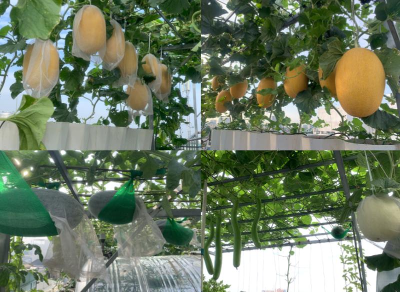 Về quy trình canh tác, chị Huệ thực hiện trồng gối vụ một cách bài bản. Vụ đầu tiên chị tập trung vào các giống dưa lưới như Gold No1, Snow và dưa đốm vàng với chu kỳ sinh trưởng khoảng 80 ngày. Sang vụ tiếp theo, chị thử sức và chinh phục thành công thêm giống dưa hấu với thời gian thu hoạch ngắn hơn, chỉ khoảng 60 ngày.