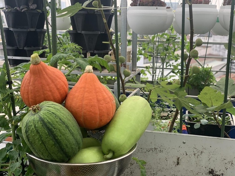 Theo kinh nghiệm của bà mẹ hai con, điều quan trọng nhất khi làm vườn là phải tìm hiểu kỹ đặc tính của từng loại cây thay vì chạy theo phong trào. Chị luôn chú trọng sát sao mọi yếu tố từ thời tiết, đất trồng, hệ thống rễ, lượng nước cho đến chế độ dinh dưỡng và các loại sâu bệnh thường gặp để kịp thời xử lý.