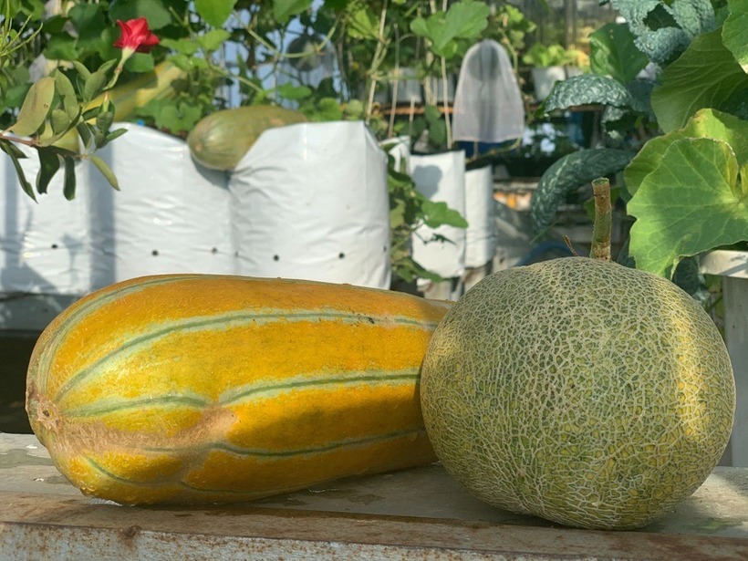 Thành quả từ sự tỉ mỉ đó không chỉ là những trái dưa ngọt lành dùng cho gia đình và biếu tặng người thân, bạn bè mà còn mang lại những giá trị tinh thần vô giá.