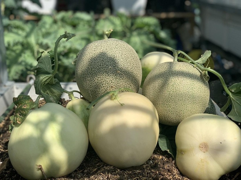 Đối với chị Huệ, việc chăm sóc cây cối sau giờ làm việc là một thú vui tao nhã giúp giải tỏa căng thẳng và tái tạo năng lượng. Đặc biệt, khu vườn đã trở thành không gian trải nghiệm thiên nhiên sống động cho các con, giúp các bé hạn chế tối đa việc sử dụng tivi và điện thoại thông minh.