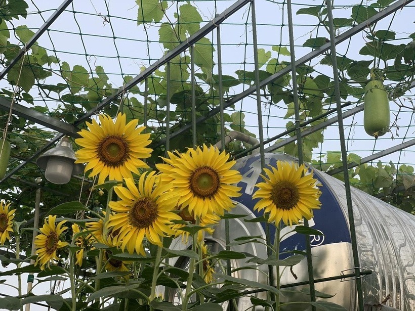 Qua việc phụ giúp mẹ làm vườn, các con chị không chỉ biết trân trọng sức lao động mà còn thêm yêu quý thiên nhiên và tự hào về thành quả của gia đình.