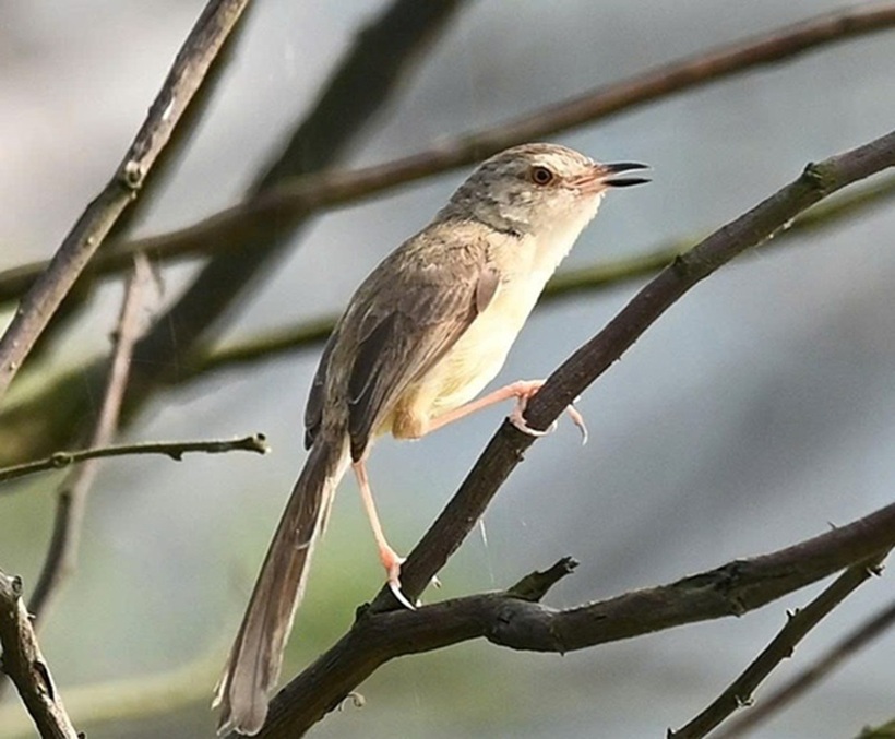 Prinia inornata tại Phá Hạc Hải