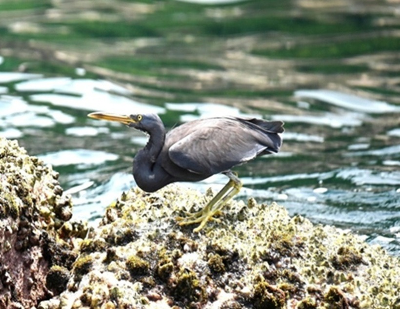 Egretta sacra tại Đảo Gió thuộc Vũng Chùa - Đảo Yến