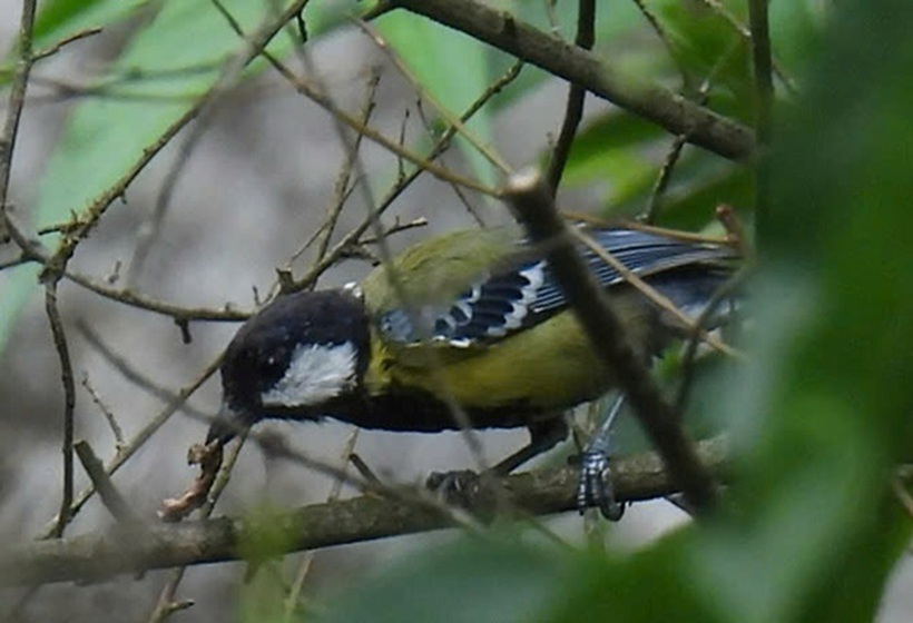 Parus monticolus tại Hung Trâu (VQG Phong Nha - Kẻ Bàng)