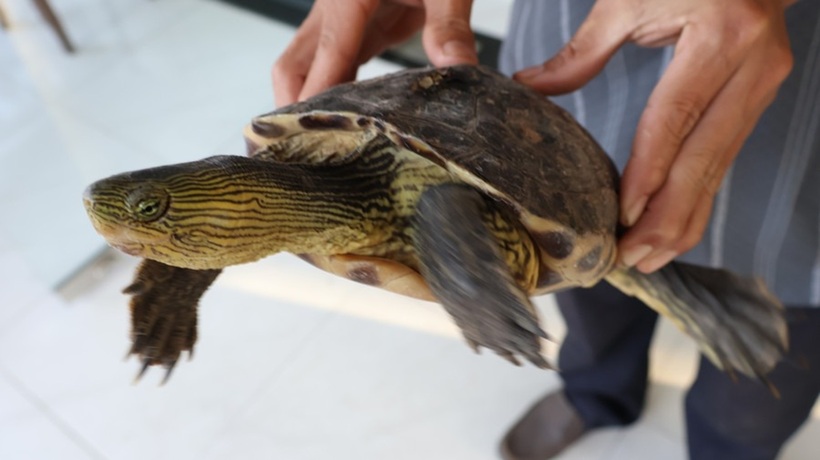 Cá thể rùa cổ sọc quý hiếm. Ảnh: Báo Gia Lai