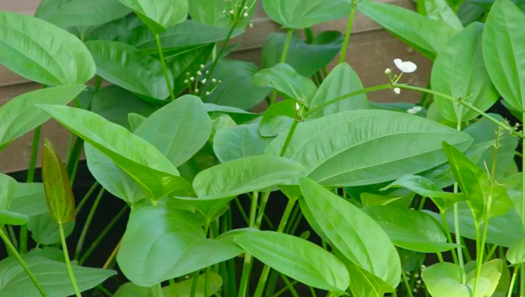 Sản phẩm có thành phần chính trạch tả giúp hạ và ổn định acid uric cho người bệnh gút