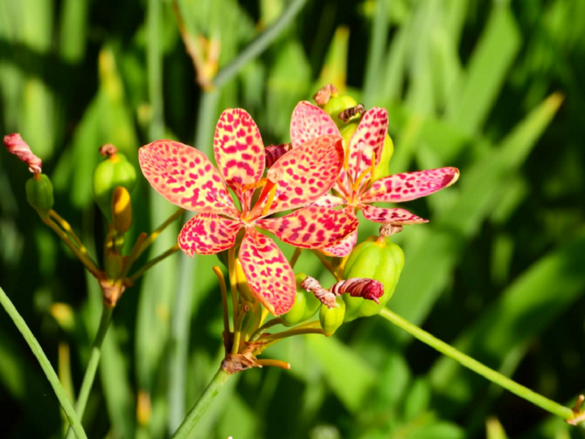 Rẻ quạt đã được chứng minh giúp hỗ trợ cải thiện viêm thanh quản