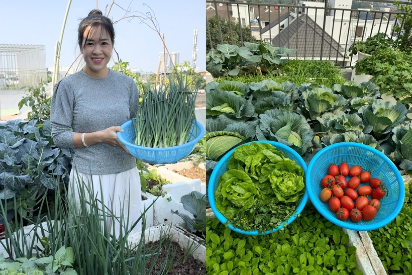 Giữa lòng thủ đô ồn ã, trên sân thượng của một căn nhà 5 tầng tại phường Kiến Hưng, Hà Nội, có một khu vườn xanh mướt quanh năm khiến bất cứ ai ghé thăm cũng phải trầm trồ. Chủ nhân của "khoảng trời riêng" đầy sức sống này là chị Huyền Trang (SN 1987), vốn mang trong mình niềm đam mê trồng trọt từ khi còn ở căn nhà cũ chật hẹp.