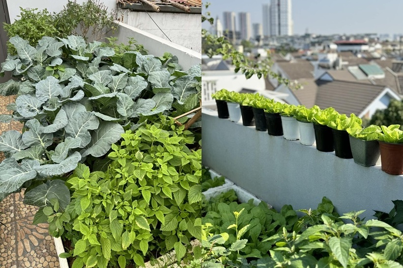 Ngay từ khi bắt đầu xây dựng ngôi nhà mới vào năm 2022, chị Trang đã ấp ủ dự định về một khu vườn trong mơ. Để hiện thực hóa điều đó, chị chủ động nhờ đội ngũ thi công xử lý kỹ lưỡng phần chống thấm ở tầng cao nhất, đồng thời lắp đặt hệ thống giá kê thùng chậu cách mặt sàn 30cm nhằm đảm bảo thoát nước tốt và giữ vệ sinh cho mái nhà. Toàn bộ hệ thống tưới tiêu và thoát sàn đều được thiết kế đồng bộ ngay từ đầu, tạo điều kiện thuận lợi nhất cho việc canh tác lâu dài.