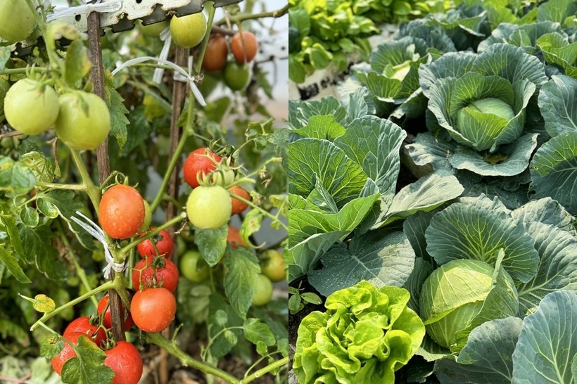 Hành trình tạo lập khu vườn không hề dễ dàng, đặc biệt là công đoạn vận chuyển ba tấn đất thịt lên tầng 5. Sau khi đất được đưa lên cao, chị Trang đã dành nhiều ngày để đập nhỏ những tảng đất cứng và cải tạo theo công thức riêng gồm 5 phần đất, 3 phần phân trùn quế và 2 phần trấu. Đối với chị, việc chuẩn bị giá thể tơi xốp, giàu dinh dưỡng là yếu tố tiên quyết giúp cây trồng phát triển khỏe mạnh và hạn chế sâu bệnh.