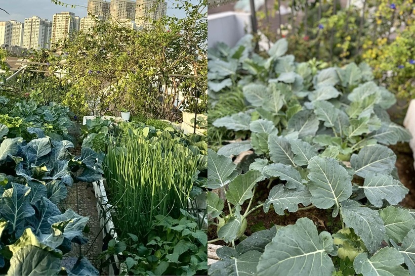 Với nguyên tắc "mùa nào thức ấy", khu vườn của chị luôn tràn ngập các loại rau củ đặc trưng theo thời tiết. Nếu mùa đông là thiên đường của su hào, bắp cải, súp lơ và xà lách, thì khi hè đến, chị lại ưu tiên các loại rau chịu nhiệt như rau dền, mùng tơi, rau muống. Sau những lần thử nghiệm trồng xà lách trái mùa không thành công do thời tiết nắng nóng làm rau bị đắng, chị càng thêm thấu hiểu tầm quan trọng của việc tôn trọng đặc tính tự nhiên của từng loại cây trồng.