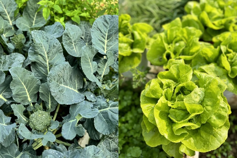 Bên cạnh việc chọn giống và làm đất, chị Trang còn đặc biệt chú ý đến yếu tố ánh sáng. Chị khéo léo sắp xếp các loại cây cao thấp ở những vị trí hợp lý để tối ưu hóa việc đón nắng. Nhờ sự chăm chút tỉ mỉ, khu vườn không chỉ cung cấp nguồn rau sạch dồi dào cho bữa cơm gia đình mà còn có thêm các loại cây ăn quả như táo, đu đủ đang vào mùa kết trái.