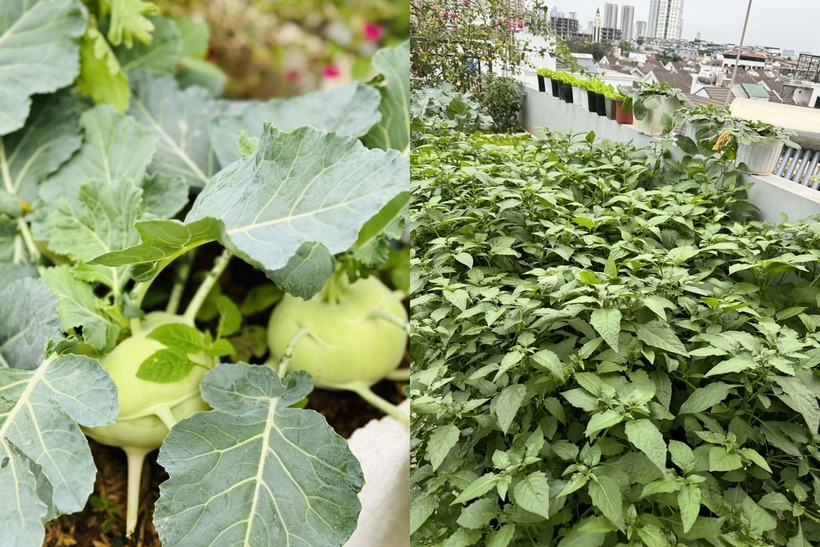 Suốt ba năm qua, việc lên thăm vườn vào mỗi sáng sớm để tưới nước, xới đất và thu hoạch rau quả lúc chiều tà đã trở thành thói quen không thể thiếu trong cuộc sống của chị. Khu vườn sân thượng không chỉ là nơi cung cấp thực phẩm an toàn mà còn là khoảng không gian thư giãn tuyệt vời giúp chị tìm thấy niềm hạnh phúc giản đơn sau những giờ làm việc căng thẳng.