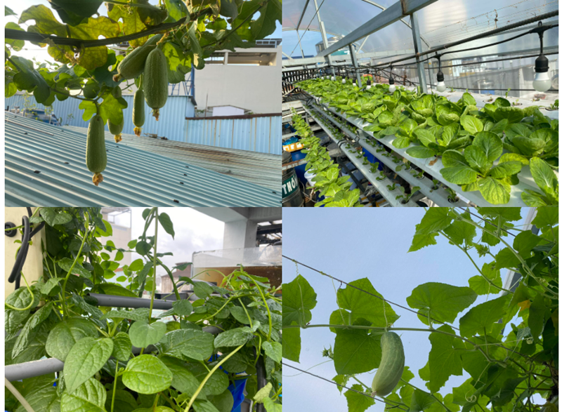 Tại đây, anh Tâm ưu tiên trồng các loại rau quen thuộc như xà lách, rau muống, cải kale, mùng tơi cùng các loại cây gia vị và cây ăn trái như ổi, nho. Dưới mặt nước, anh nuôi đa dạng các loại cá từ cá rô phi, tai tượng đến cá tra để làm phong phú bữa ăn gia đình.