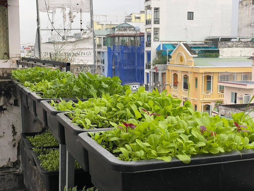 Tận dụng lợi thế nhiều nắng của sân thượng, anh Tâm còn trồng thêm 16 gốc dưa lưới theo hệ thống tưới nhỏ giọt và dưa lê Hàn Quốc. Với kỹ thuật chăm sóc tỉ mỉ, mỗi gốc dưa lưới chỉ giữ lại một quả để tập trung dinh dưỡng, giúp anh thu hoạch gần 50kg trái với trọng lượng trung bình mỗi quả đạt từ 2kg đến 2,5kg.